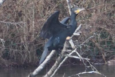 Grand Cormoran