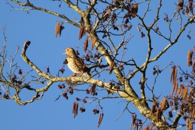 Turdus philomelos