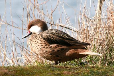 Canard des Bahamas