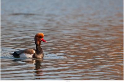 Nette rousse