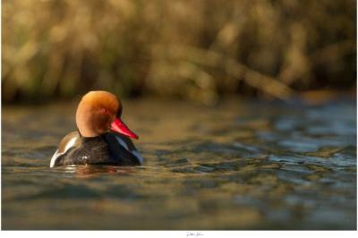 Nette rousse