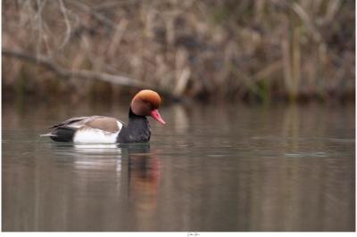 Nette rousse
