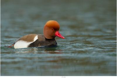 Nette rousse