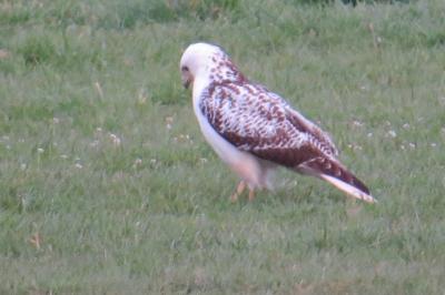 Buse variable
