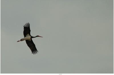 Ciconia nigra