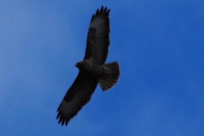 Buse variable