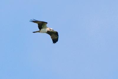 Balbuzard pêcheur