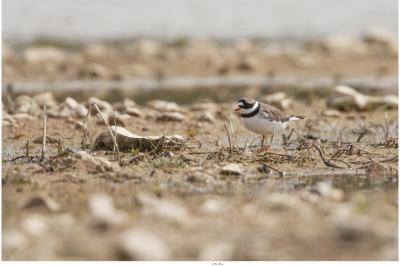 Charadrius hiaticula