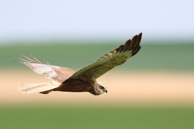 Circus aeruginosus