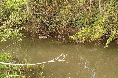 Canard colvert