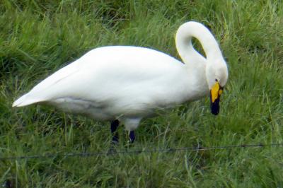 Cygne chanteur