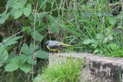 Bergeronnette des ruisseaux