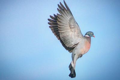 Columba palumbus