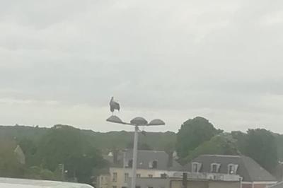 Cigogne blanche