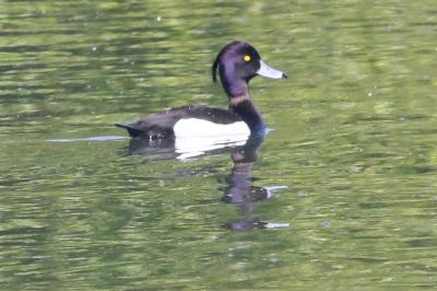 Fuligule morillon