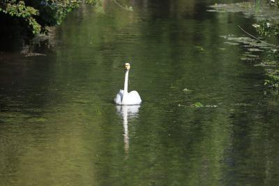 Cygne chanteur