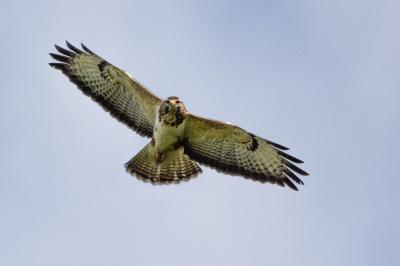 Buse variable