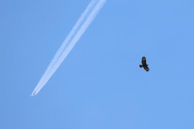 Buse variable