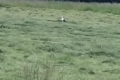 Cigogne blanche