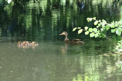 Canard colvert