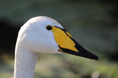 Cygne chanteur