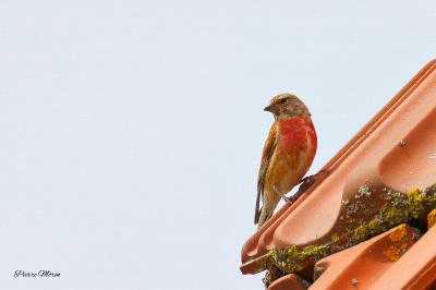 Linotte mélodieuse