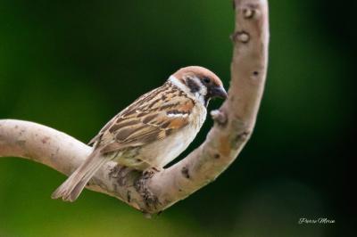Moineau friquet