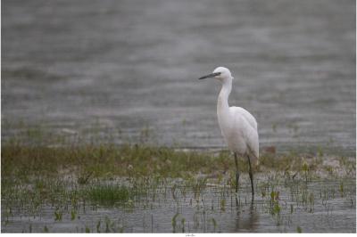 Egretta garzetta