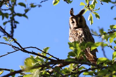 Hibou moyen-duc