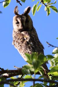 Hibou moyen-duc