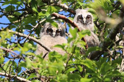 Hibou moyen-duc