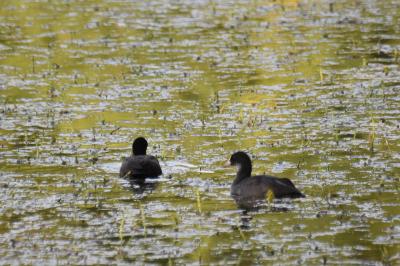 Poule-d'eau