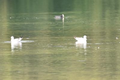 Mouette rieuse