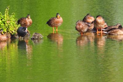 Canard colvert