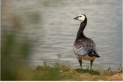 Branta leucopsis