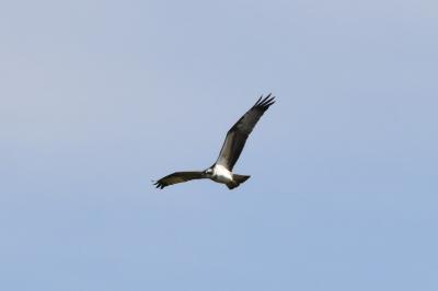 Balbuzard pêcheur