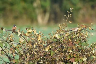 Fauvette grisette