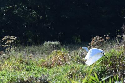 Grande Aigrette