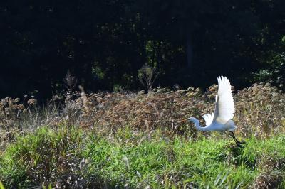 Grande Aigrette