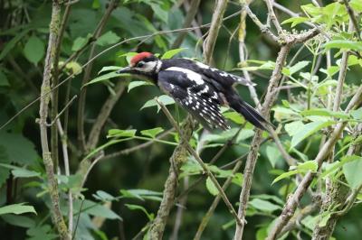 Dendrocopos major