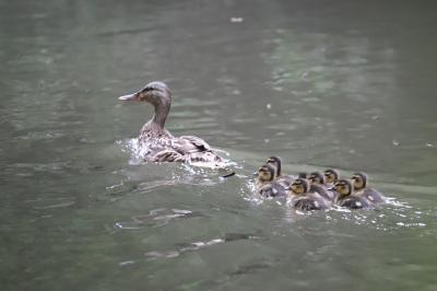 Canard colvert