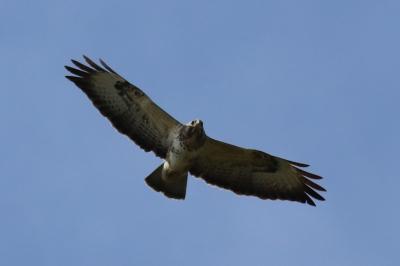 Buse variable