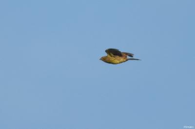 Bruant jaune
