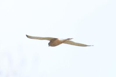Faucon crécerelle