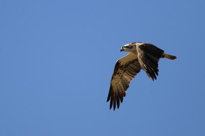 Balbuzard pêcheur
