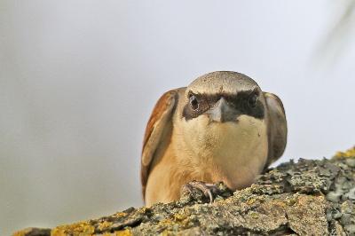 Pie-grièche écorcheur