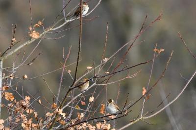 Bruant des roseaux