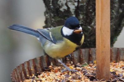 Mésange charbonnière