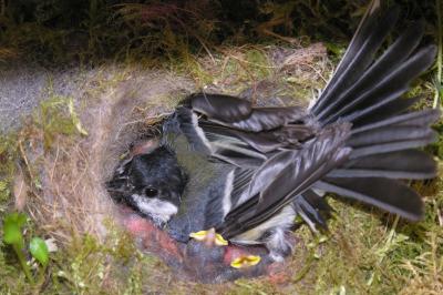 Mésange charbonnière