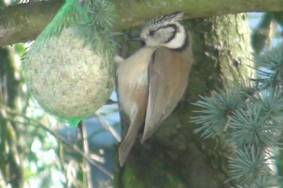 Mésange huppée